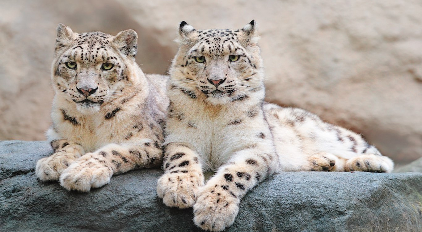 Hemis National Park