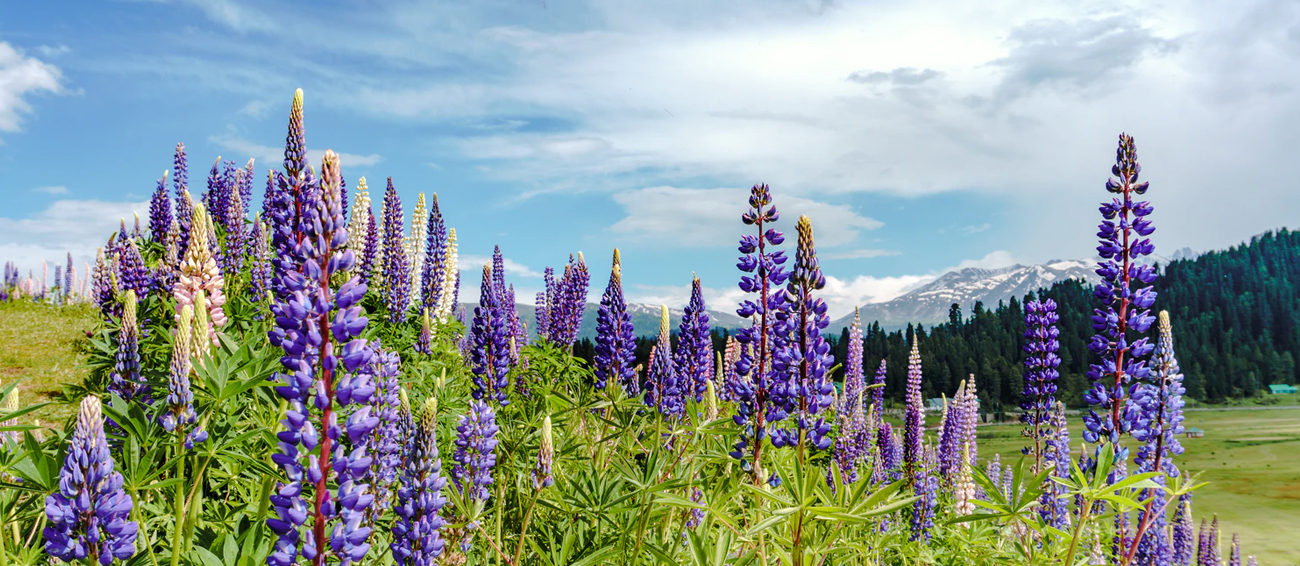 Gulmarg Sightseeing