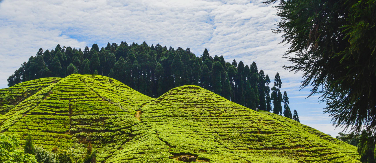 Darjeeling West Bengal