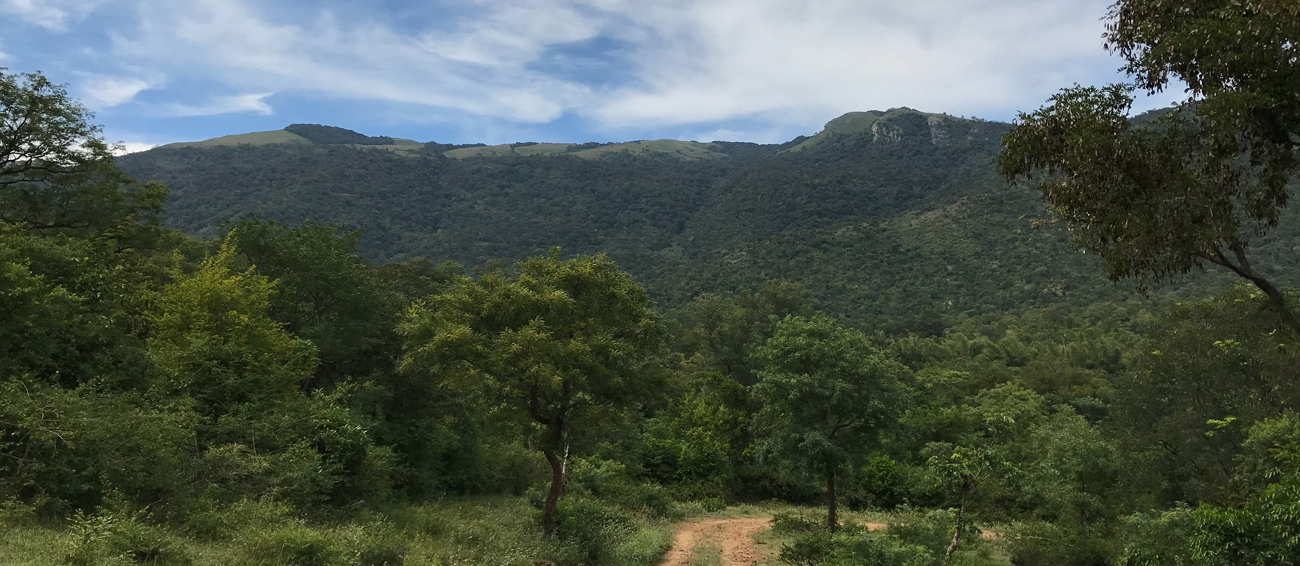 BR Hills in Karnataka