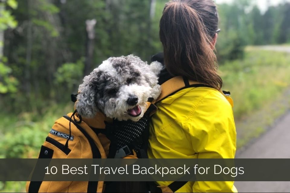 Best Travel Backpack for Dogs